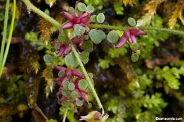 Image of wood saxifrage