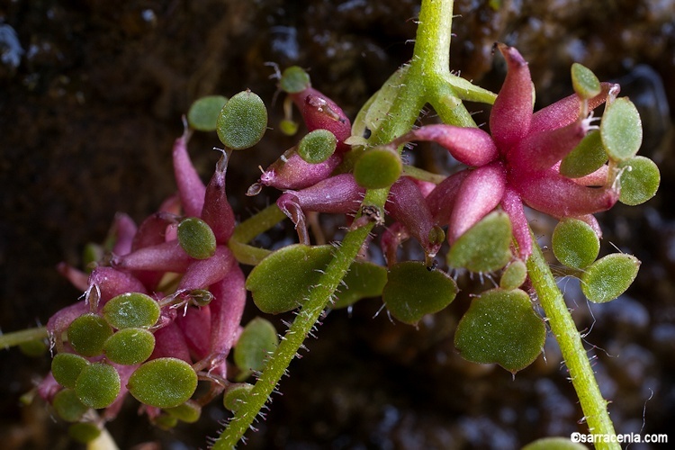 Image of wood saxifrage