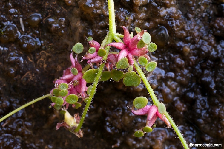 Image of wood saxifrage