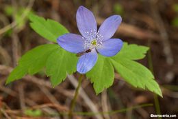 Image of Blue Windflower