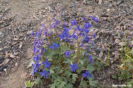 Plancia ëd Delphinium glareosum Greene