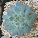 Image of Echeveria setosa var. deminuta J. Meyrán