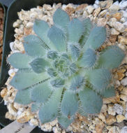 Image of Echeveria setosa var. deminuta J. Meyrán