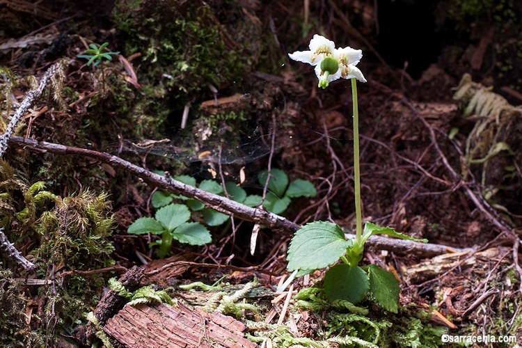 Plancia ëd Moneses uniflora (L.) A. Gray