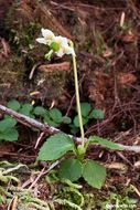 Plancia ëd Moneses uniflora (L.) A. Gray