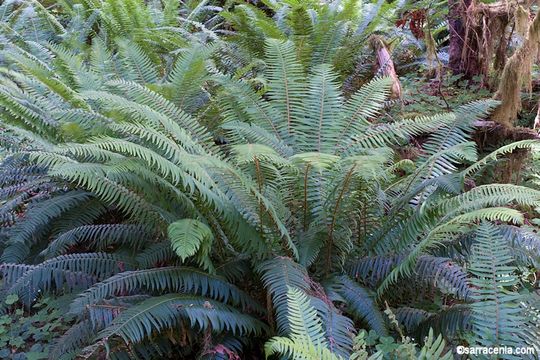 Sivun Polystichum munitum (Kaulf.) C. Presl kuva