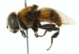 Image of Eristalini