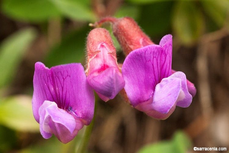 Sivun Vicia americana Willd. kuva