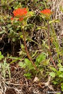 Image of harsh Indian paintbrush