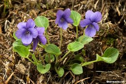 Image of Early Blue (Hook) Violet