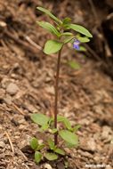 Image of maiden blue eyed Mary