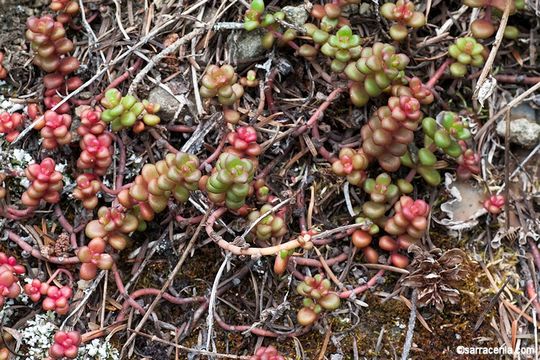 Image of Pacific stonecrop