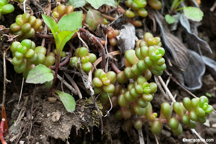 Imagem de Sedum divergens S. Wats.