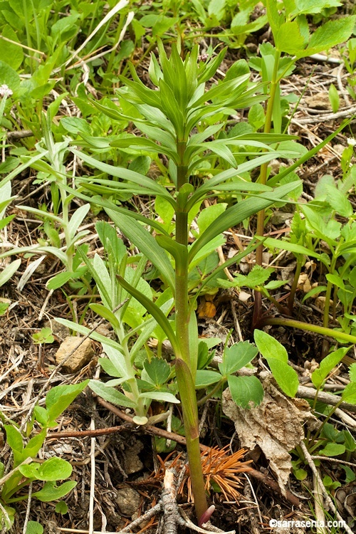 Image of Columbia lily