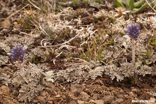 Image of silky phacelia