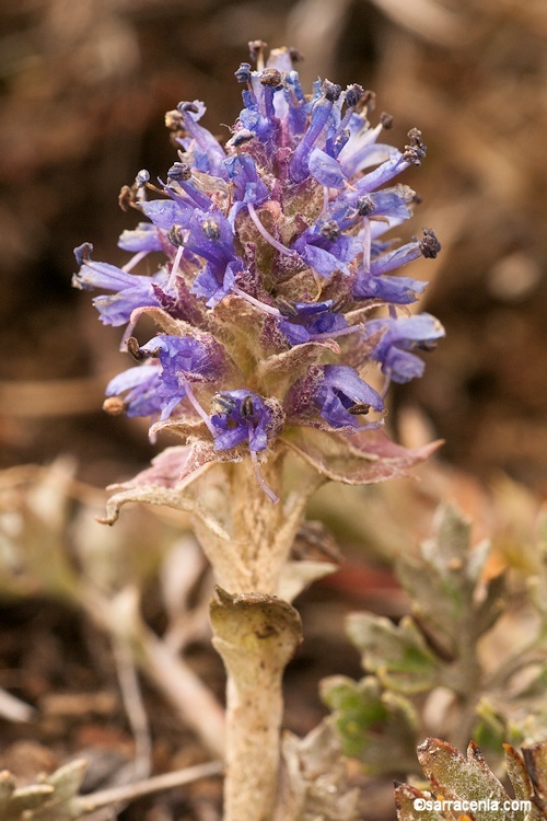 Image of silky phacelia