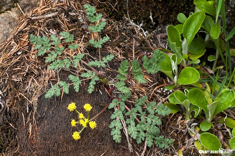 Image of cascade desertparsley