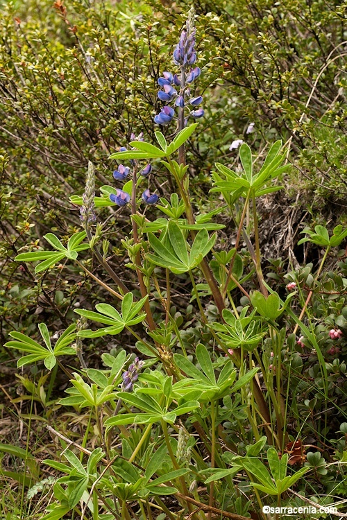 Image of broadleaf lupine