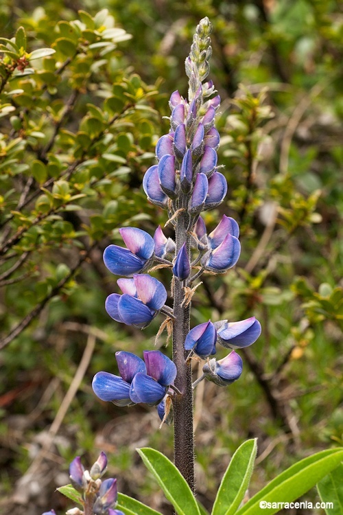 Image of broadleaf lupine