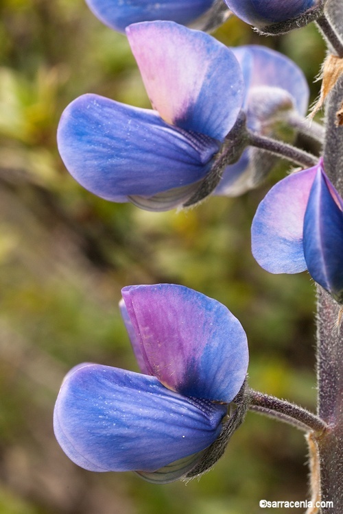 Image of broadleaf lupine