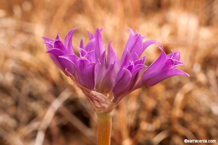 Image de Allium acuminatum Hook.