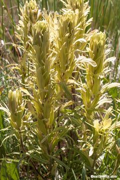 Image of Cusick's Indian paintbrush