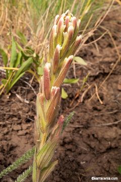 Image of Cusick's Indian paintbrush