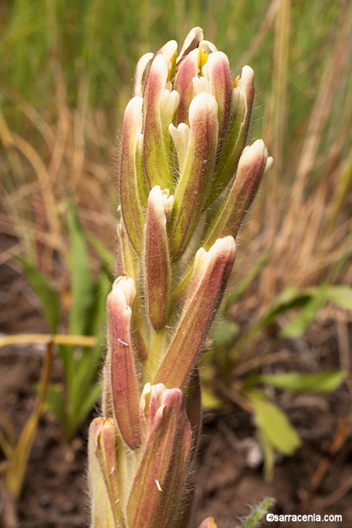 Sivun Castilleja cusickii Greenm. kuva