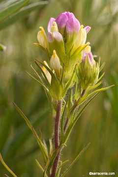 Imagem de Orthocarpus tenuifolius (Pursh) Benth.