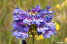 Image of Globe Beardtongue