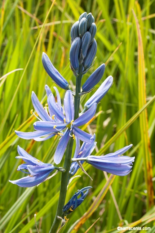 Image of Suksdorf's large camas