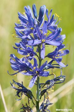 Image of Suksdorf's large camas