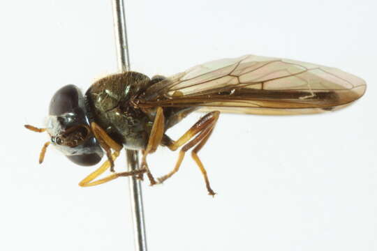 Image of Argentinomyia