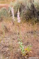 Image of Palmer's penstemon