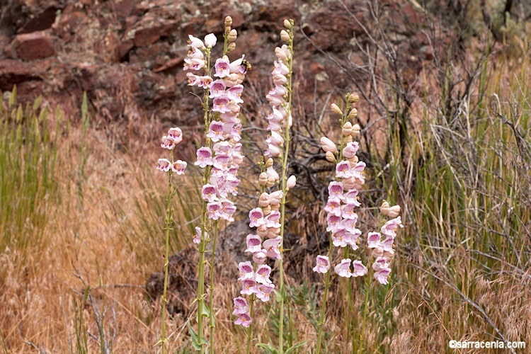 Image of Palmer's penstemon