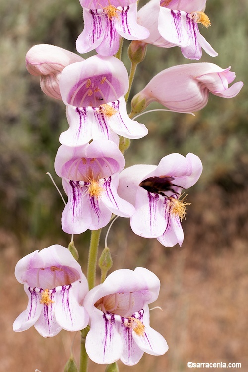 Image of Palmer's penstemon