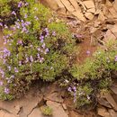 Imagem de Penstemon fruticosus (Pursh) Greene