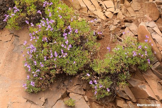 Слика од Penstemon fruticosus (Pursh) Greene