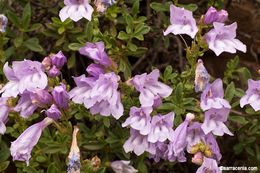 Image of Bush Penstemon