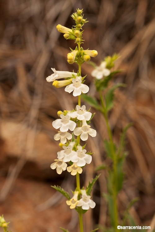 Image of scabland penstemon