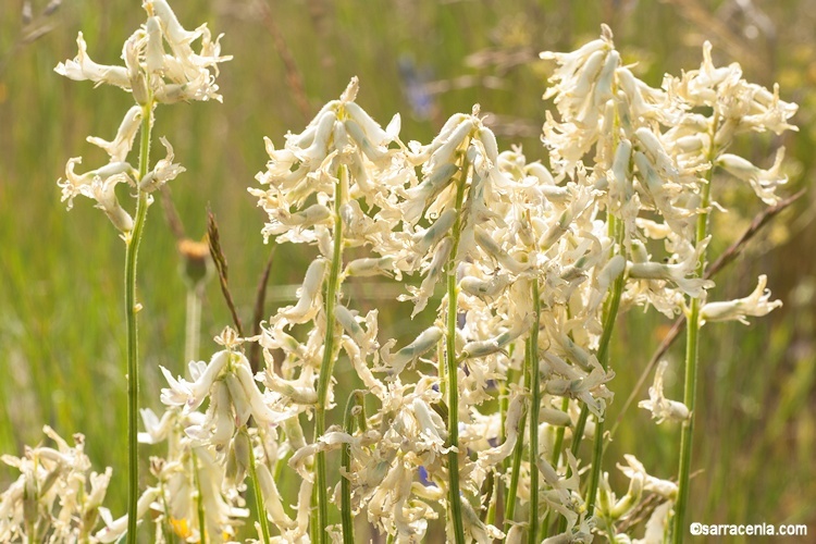 Imagem de Astragalus sheldonii (Rydb.) Barneby