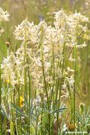 Imagem de Astragalus sheldonii (Rydb.) Barneby