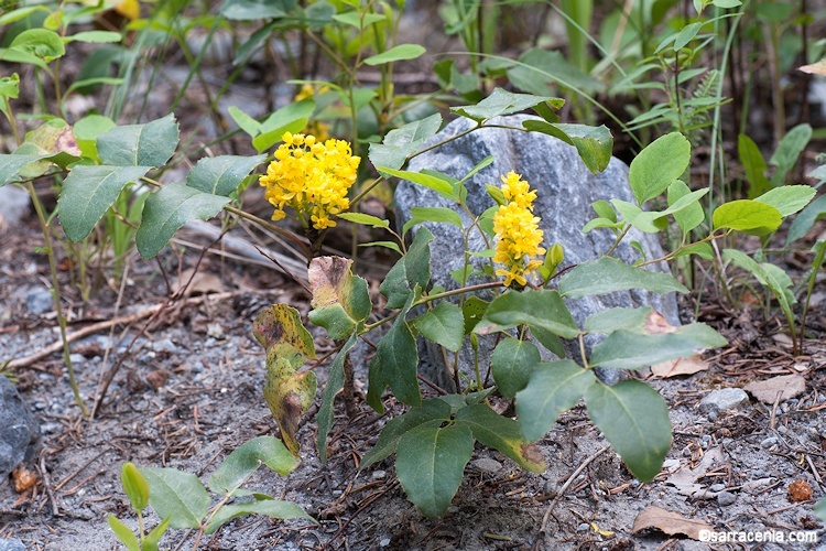 Plancia ëd <i>Berberis aquifolium</i> var. <i>repens</i>