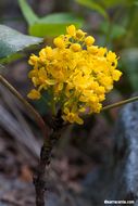 Plancia ëd <i>Berberis aquifolium</i> var. <i>repens</i>