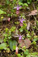 Image of Calypso orchid