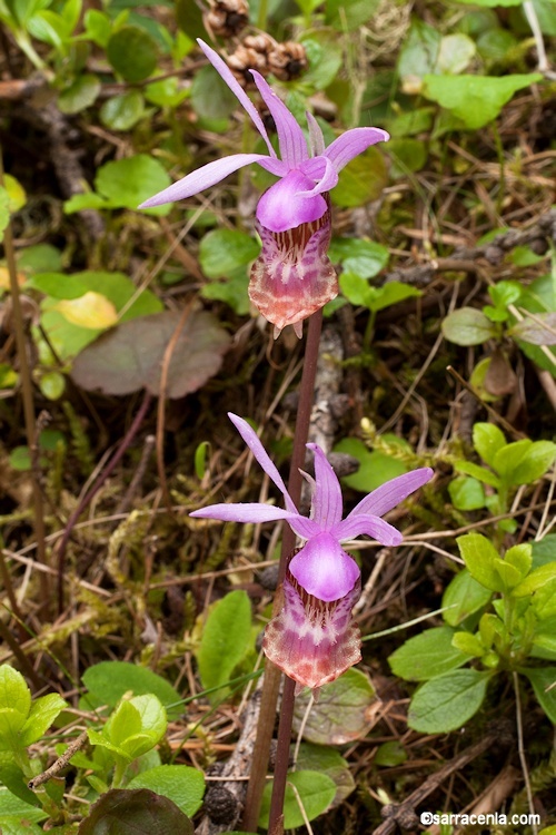 Image of Calypso orchid