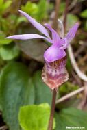 Image of Calypso orchid