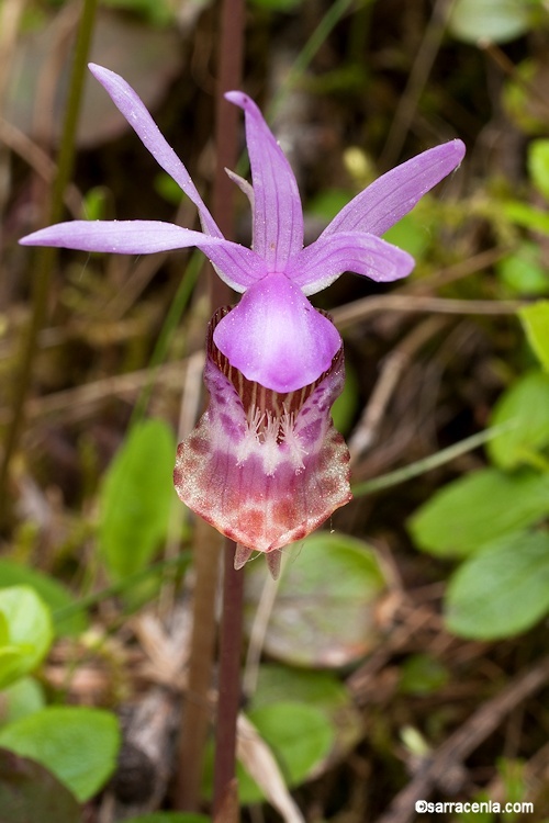 Image of Calypso orchid