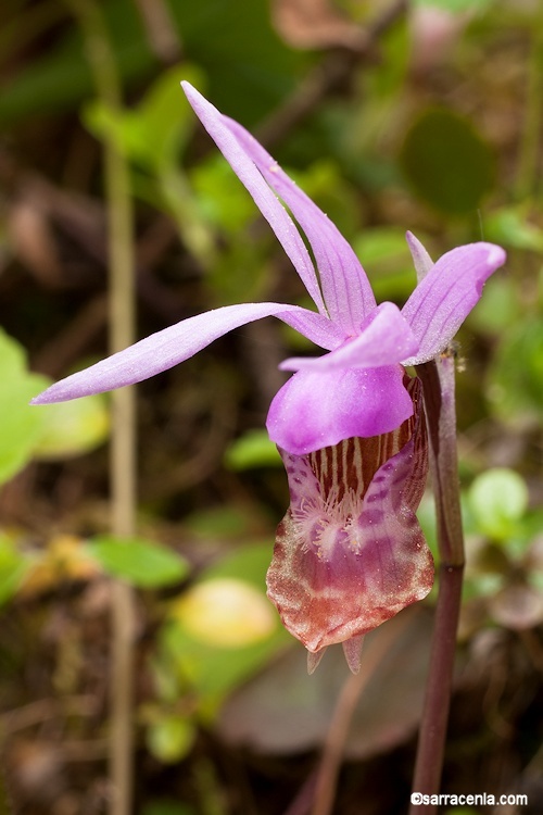 Image of Calypso orchid