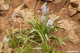 Image of Cusick's camas